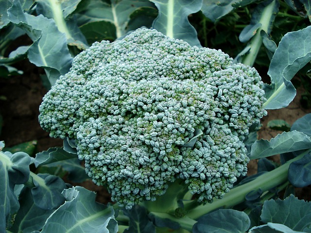 carbs in broccoli