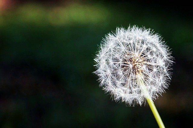 dandelion capsules