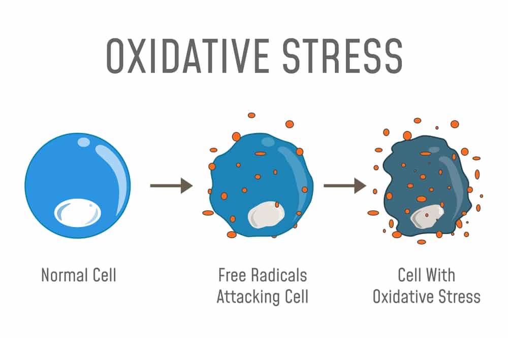 what is cellular oxidation